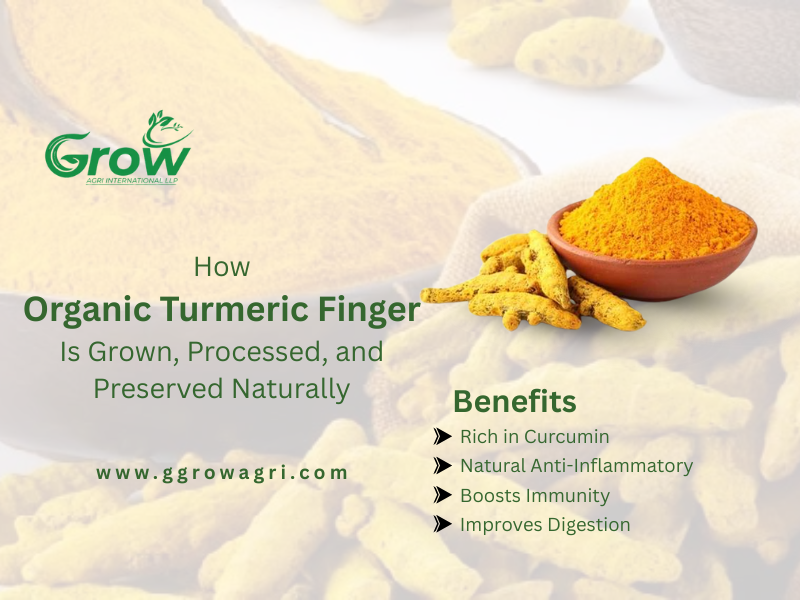 how-organic-turmeric-finger-is-grown-processed-and-preserved-naturally-banner.png